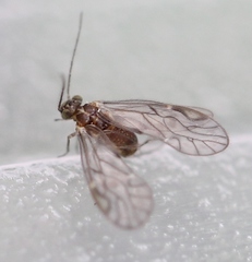 Philotarsus parviceps