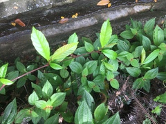 Tetracera indica