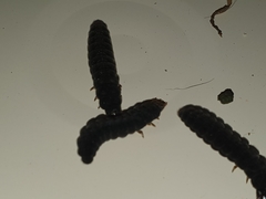 Cantharis fusca