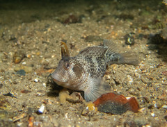 Parablennius postoculomaculatus