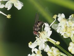 Limnophora maculosa