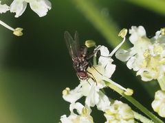 Limnophora maculosa
