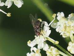 Limnophora maculosa