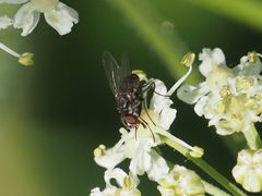 Limnophora maculosa