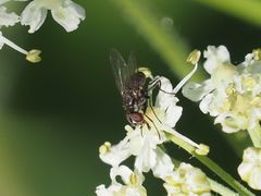 Limnophora maculosa