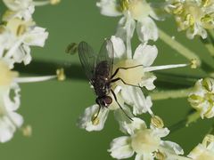 Limnophora maculosa