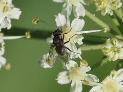 Limnophora maculosa