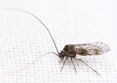 Psococerastis gibbosa