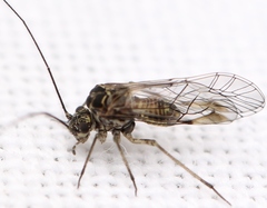 Psococerastis gibbosa