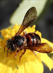 Dianthidium floridiense