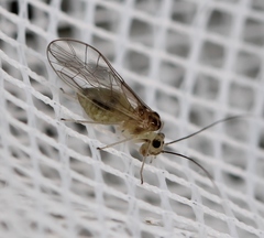 Stenopsocus immaculatus