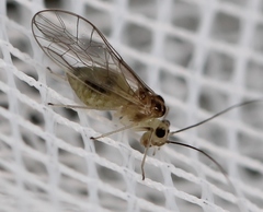 Stenopsocus immaculatus