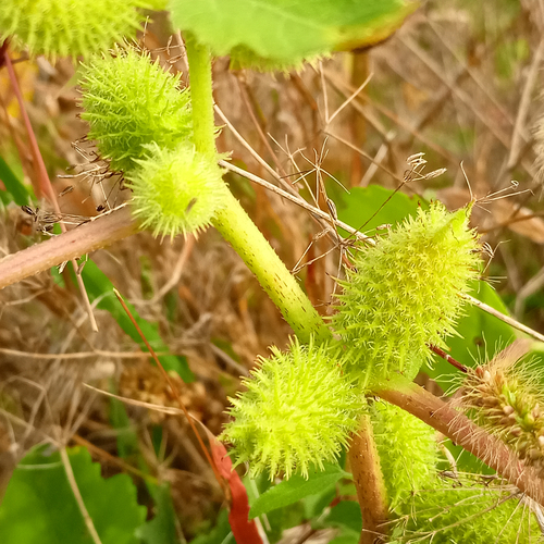 voškovník pobrežný (Xanthium orientale riparium)