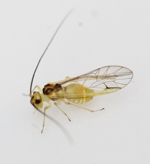 Stenopsocus stigmaticus