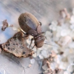 Lepinotus patruelis