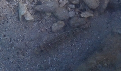 Gobius geniporus