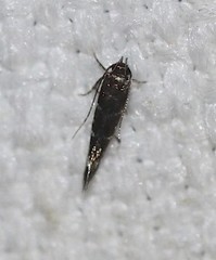 Stagmatophora argyrostrepta
