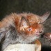 Malagasy Mouse-eared Bat - Photo (c) Darwin Initiative, some rights reserved (CC BY-NC-SA)