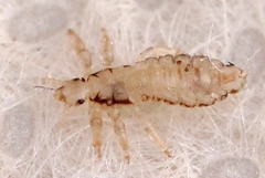 Pediculus humanus capitis