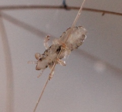 Pediculus humanus capitis