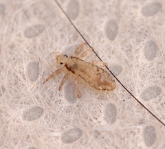 Pediculus humanus capitis