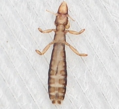 Columbicola columbae