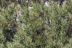 Hakea epiglottis