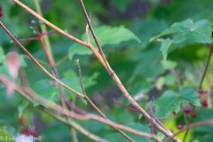 Aurantioporthe corni