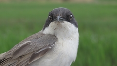 Curruca crassirostris