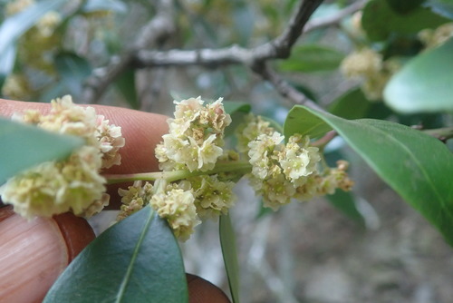 Image of Hedgehog Tree (Pterocelastrus echinatus) by no rights reserved