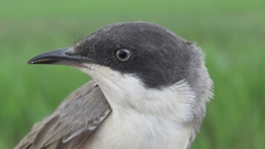Curruca crassirostris