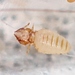 Cat Biting Louse - Photo (c) Marie Lou Legrand, some rights reserved (CC BY-NC), uploaded by Marie Lou Legrand