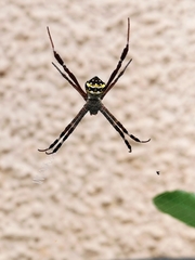 Argiope pulchella