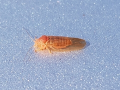 Aphalaridae