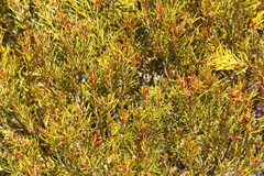 Orites acicularis