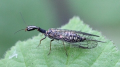 Subilla confinis