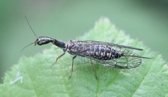 Subilla confinis