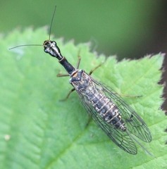 Subilla confinis