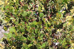 Eucalyptus subcrenulata