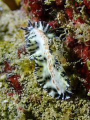 Maritigrella fuscopunctata