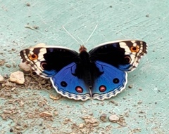 Junonia orithya orithya