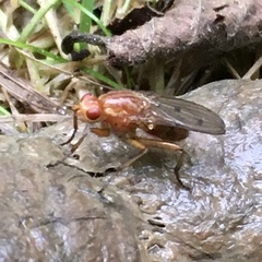 Dryomyzidae