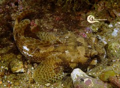 Halobatrachus didactylus