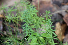 Galium uliginosum