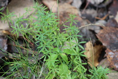 Galium uliginosum