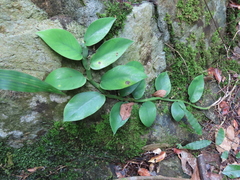 Rhaphidophora hongkongensis