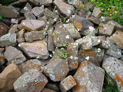 Sobolewskia truncata