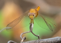 Crocothemis servilia