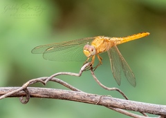 Crocothemis servilia