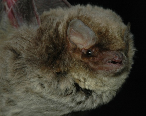 Maghrebian Bent-wing Bat (Miniopterus maghrebensis) — Near Threatened Mammalia